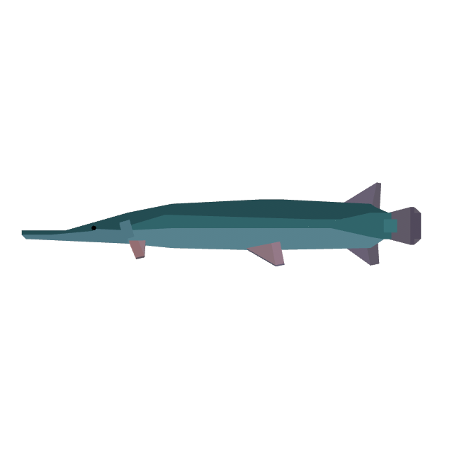Alligator Gar