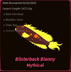 Blisterback Blenny