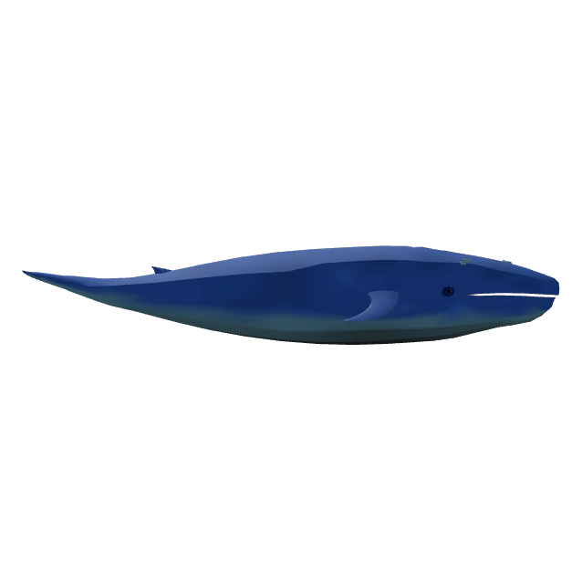 Blue Whale