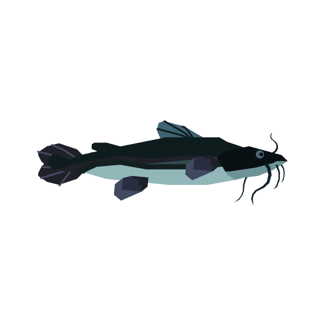 Catfish