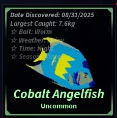 Cobalt Angelfish