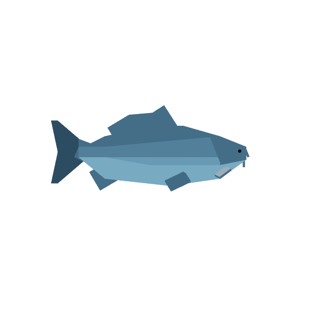 Grey Carp