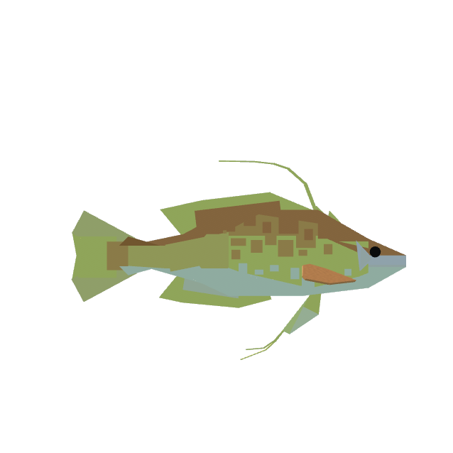 Longtail Bass
