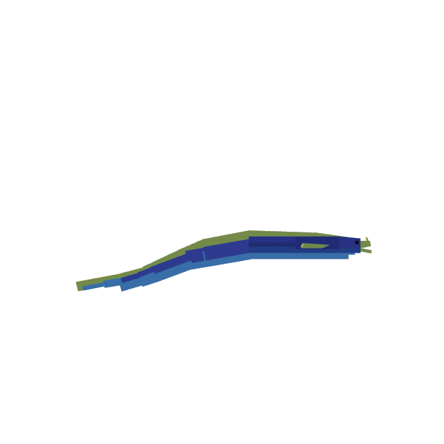 Ribbon Eel