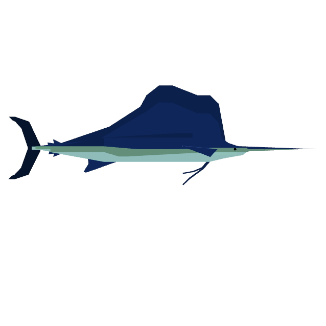 Sailfish