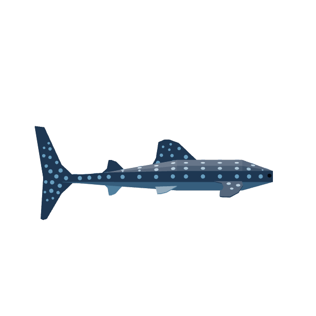 Whale Shark