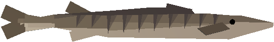 Barracuda